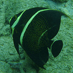 Thumb for Bonaire and Aruba